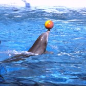 dolphin (BFF)